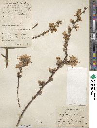 Prunus persica image