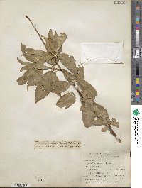 Prunus persica image