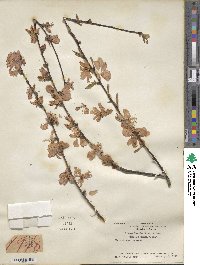 Prunus persica image