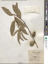 Prunus persica image