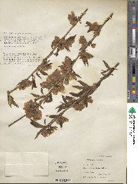 Prunus persica image