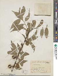 Prunus persica image