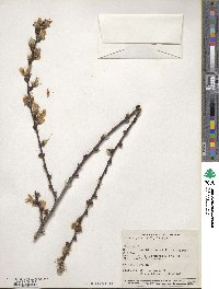 Prunus persica image