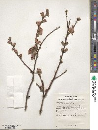 Prunus persica image