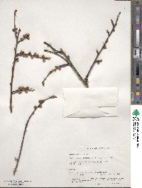 Prunus persica image