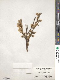 Prunus persica image