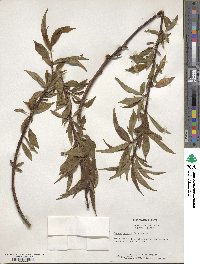 Prunus persica image