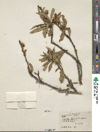 Prunus persica image