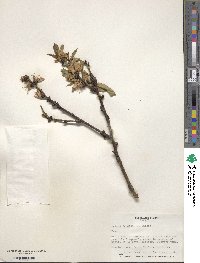 Prunus persica image