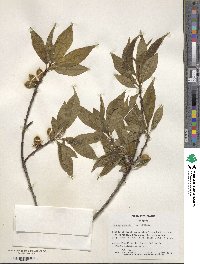 Prunus persica image