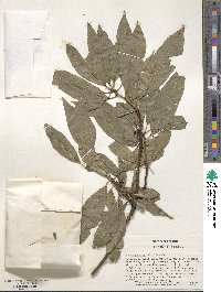 Prunus persica image