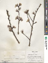 Prunus persica image