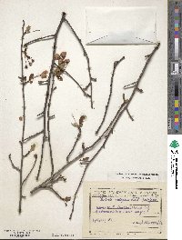 Prunus persica image