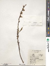 Prunus persica image