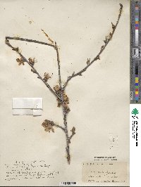 Prunus persica image