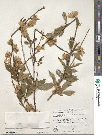 Prunus persica image