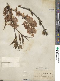 Prunus persica image