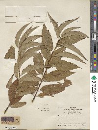 Prunus persica image