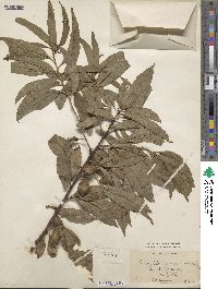 Prunus persica image