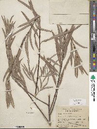 Salix exigua var. exigua image