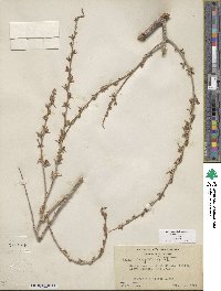 Salix exigua image