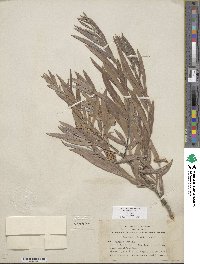 Salix exigua image