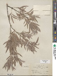 Salix exigua image