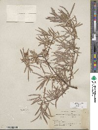 Salix exigua var. exigua image