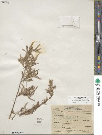 Salix exigua image