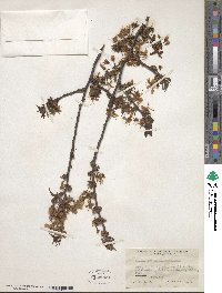 Image of Prunus clarofolia