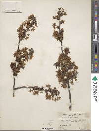 Prunus clarofolia image