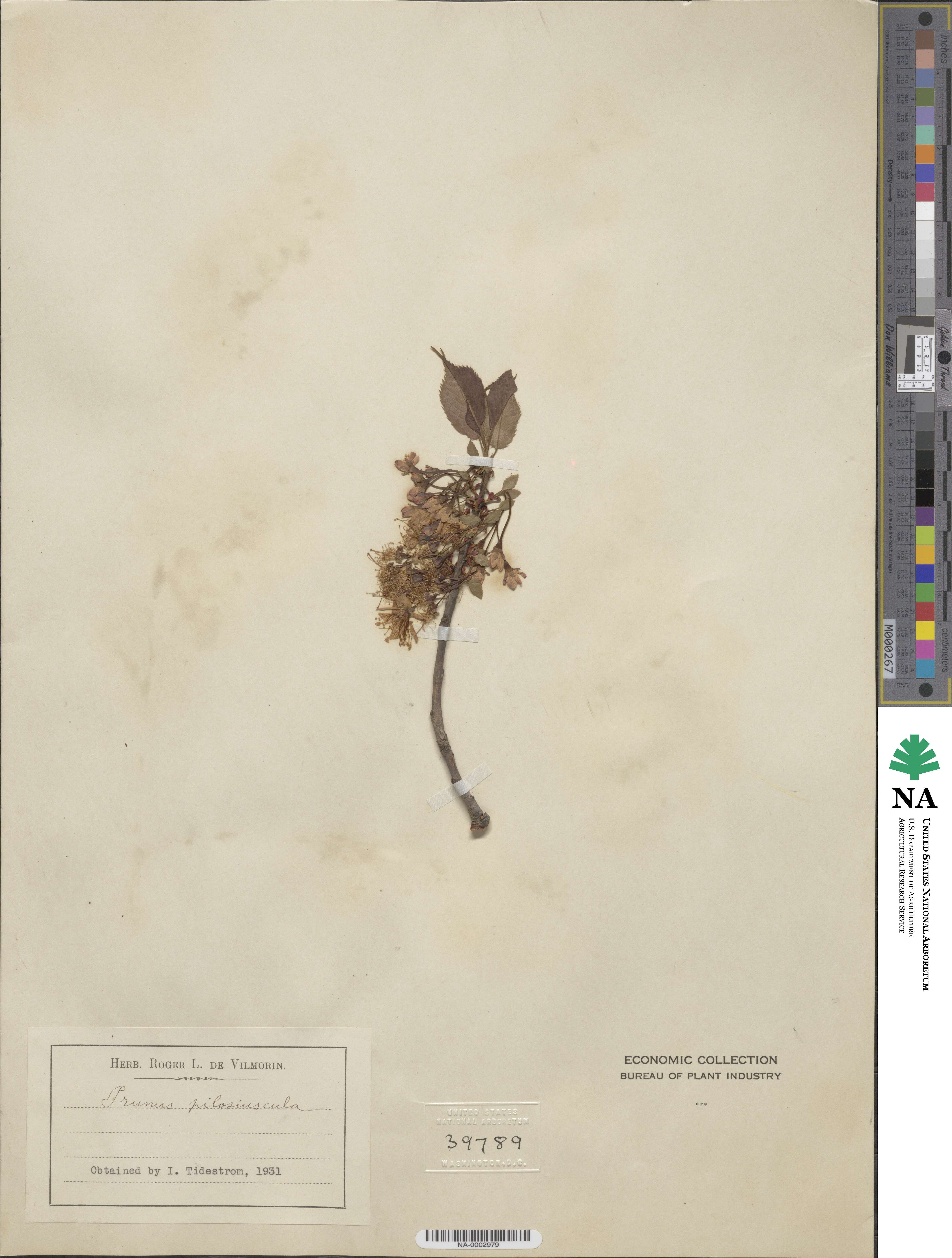 Prunus clarofolia image