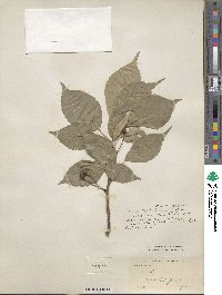 Prunus pseudocerasus image