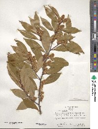 Prunus caroliniana image