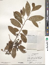 Prunus caroliniana image