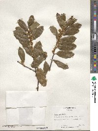 Prunus caroliniana image