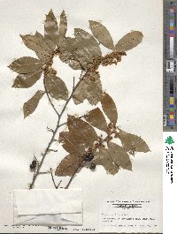 Prunus caroliniana image