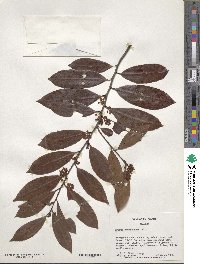 Prunus caroliniana image