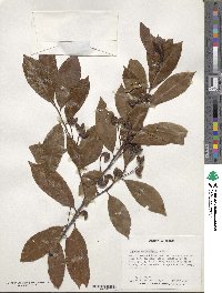 Prunus caroliniana image