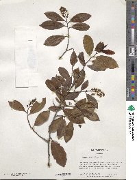 Prunus caroliniana image