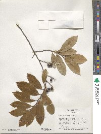 Prunus caroliniana image