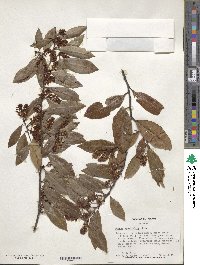 Prunus caroliniana image