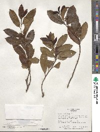 Prunus caroliniana image