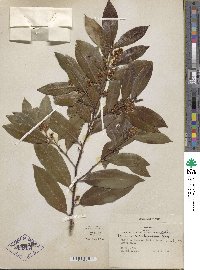 Prunus caroliniana image