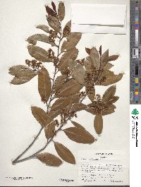 Prunus caroliniana image