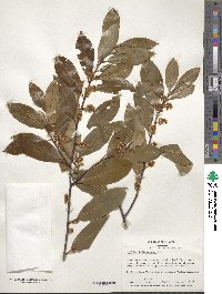 Prunus caroliniana image