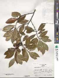 Prunus caroliniana image