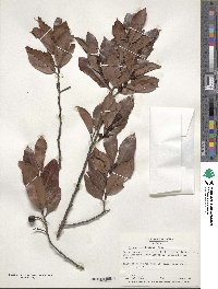 Prunus caroliniana image