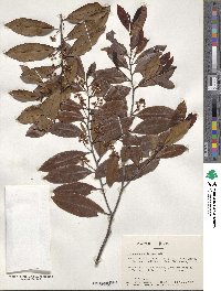 Prunus caroliniana image