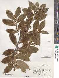 Prunus caroliniana image